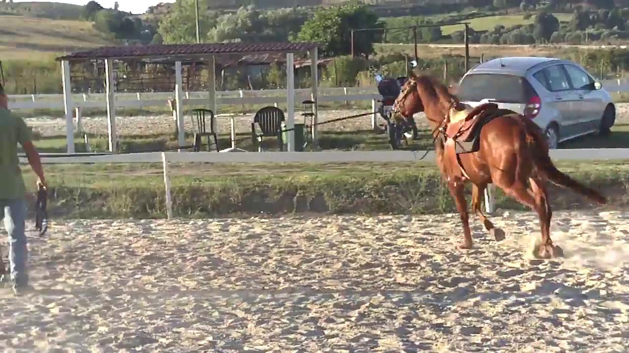 A brown horse being led around a sandy ring by a person.