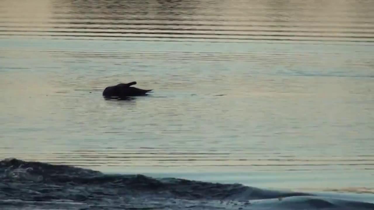 Waterfowl on the surface of a body of water.